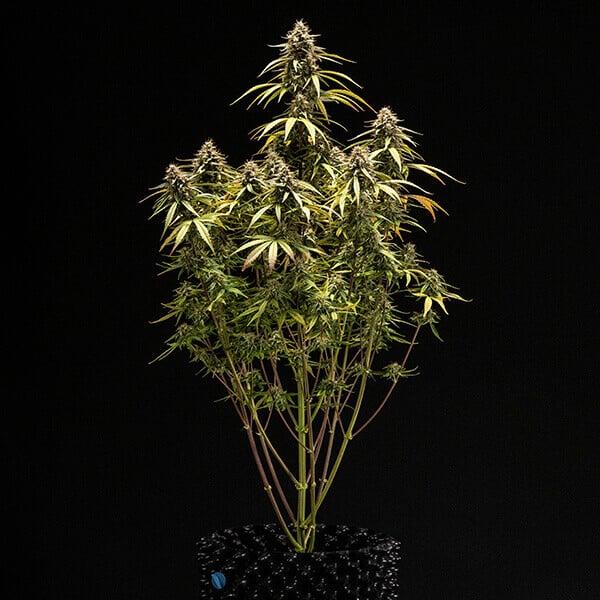 Samen 3x Orion F1 Automatik Royalqueenseeds